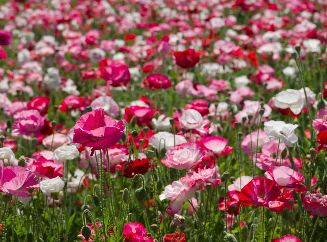 yorkshire-seeds2991278