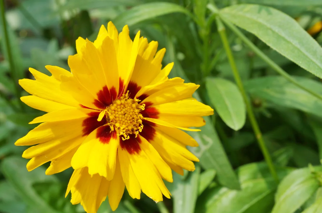 yorkshire-seeds2991370