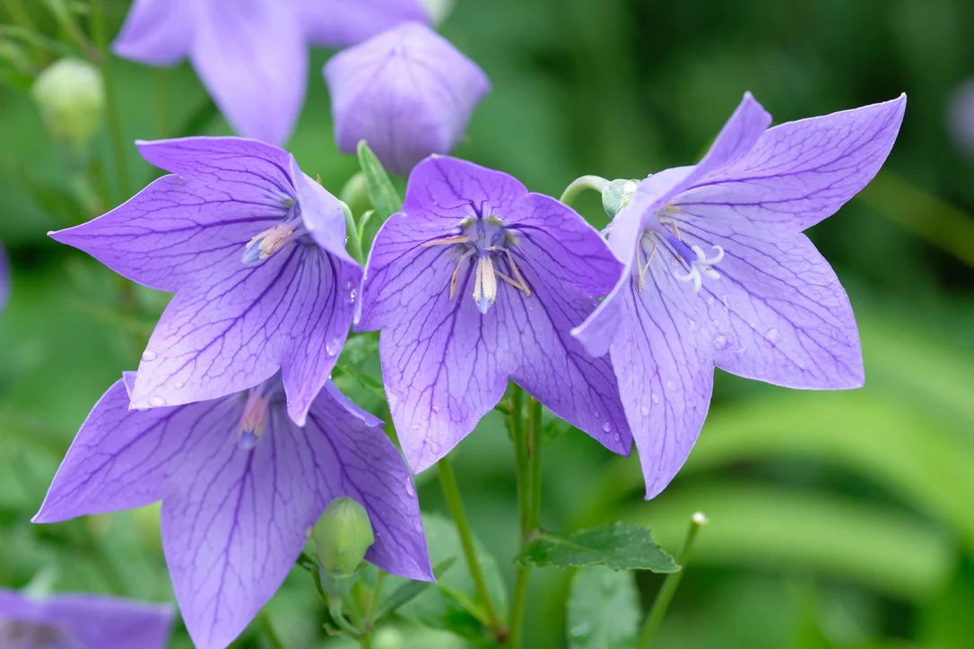 yorkshire-seeds2991462