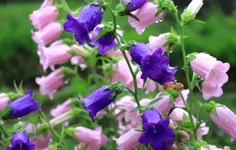 yorkshire-seeds2991479