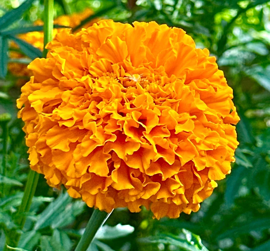 yorkshire-seeds2991539