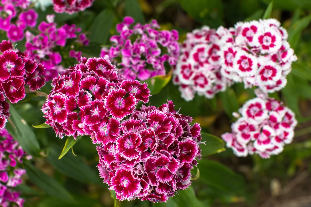 yorkshire-seeds2991658