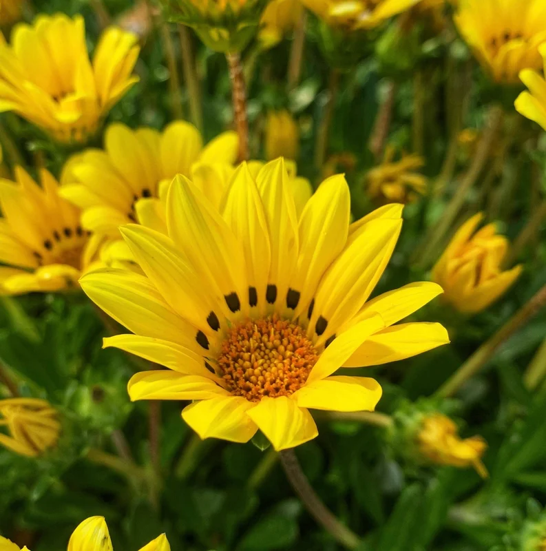 yorkshire-seeds2991886