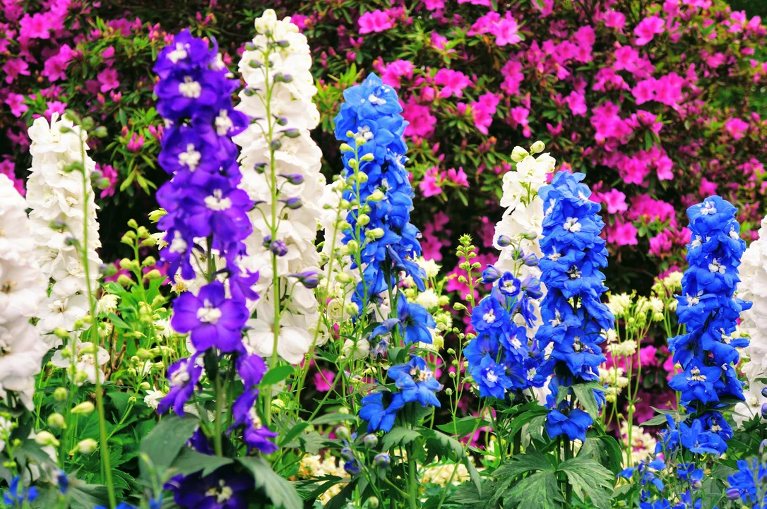 yorkshire-seeds2992031