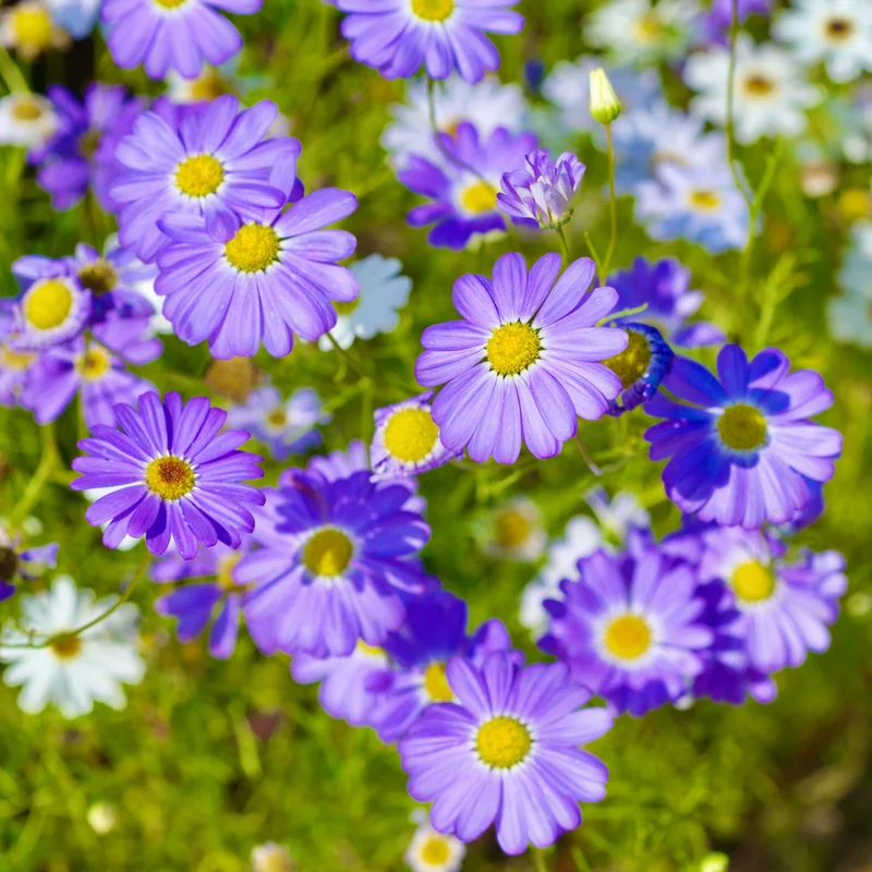 yorkshire-seeds2992270