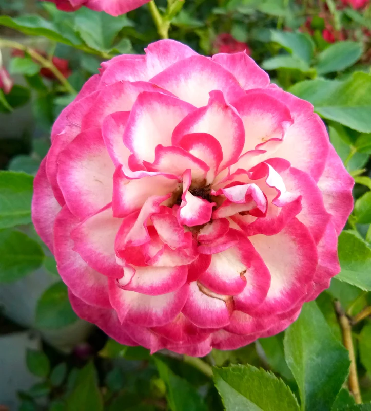 yorkshire-seeds2992331