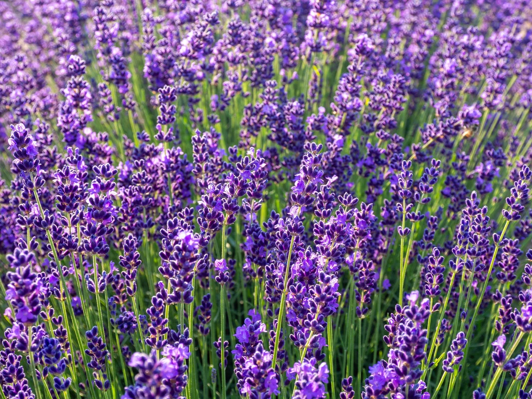 yorkshire-seeds2992507