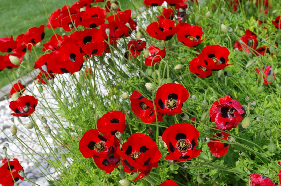 yorkshire-seeds2992608