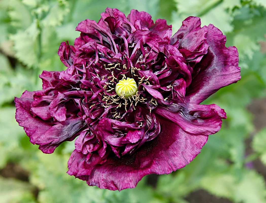 yorkshire-seeds2992684