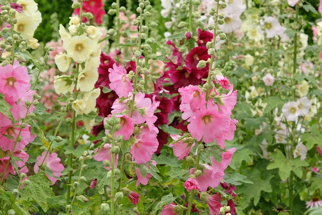 yorkshire-seeds2992782