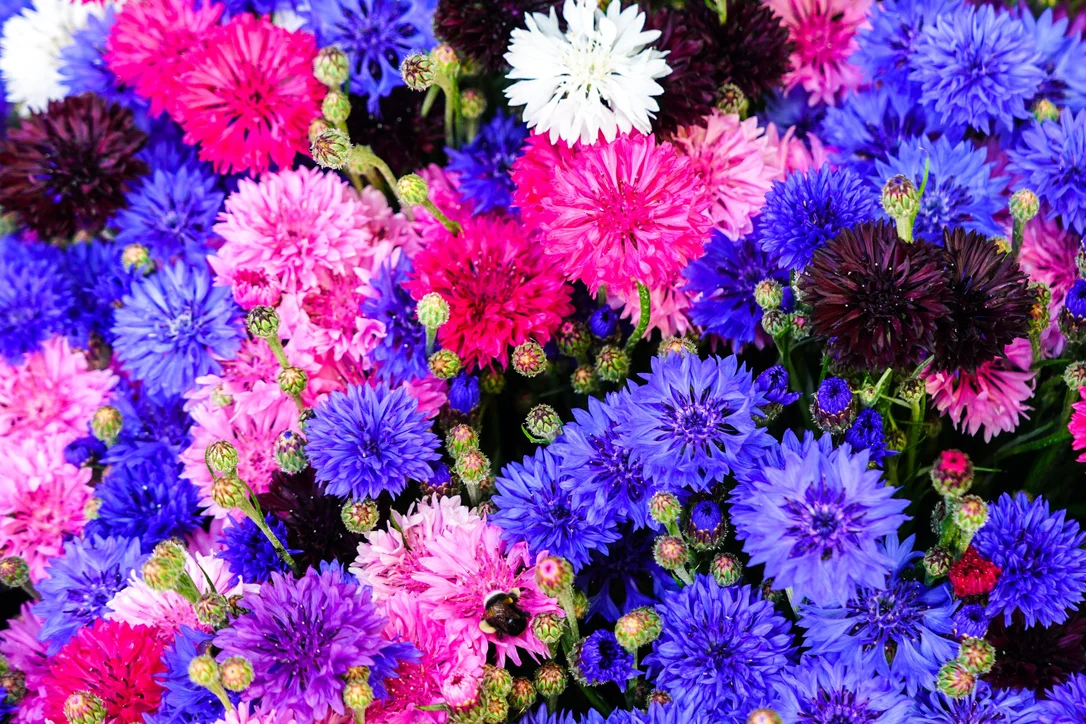 yorkshire-seeds2992909