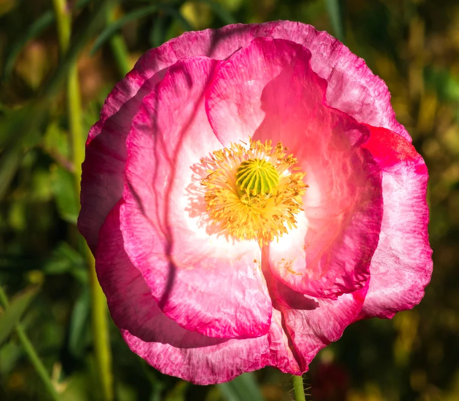 yorkshire-seeds2992960