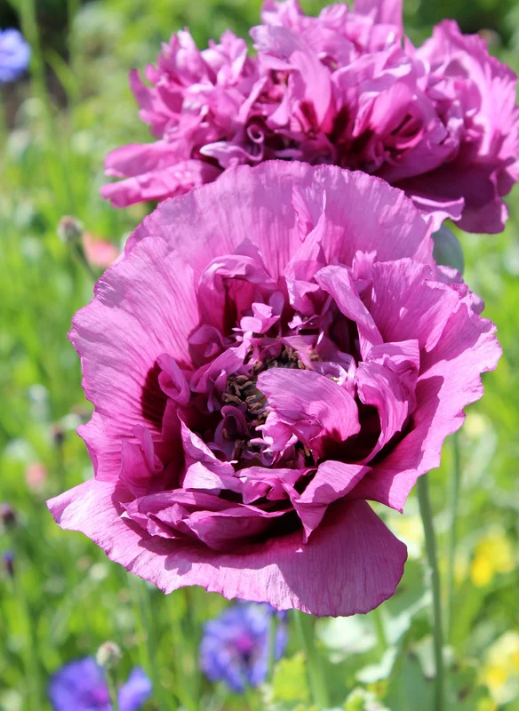 yorkshire-seeds2993080