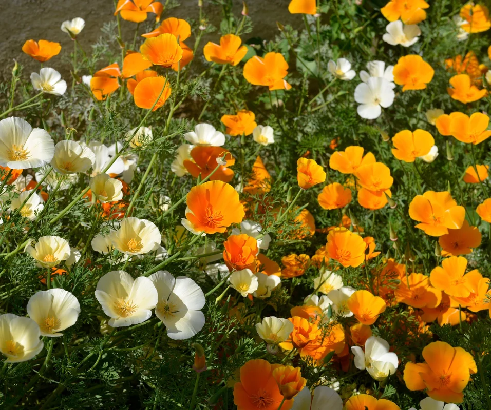 yorkshire-seeds2993156