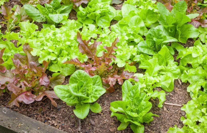 yorkshire-seeds2993272