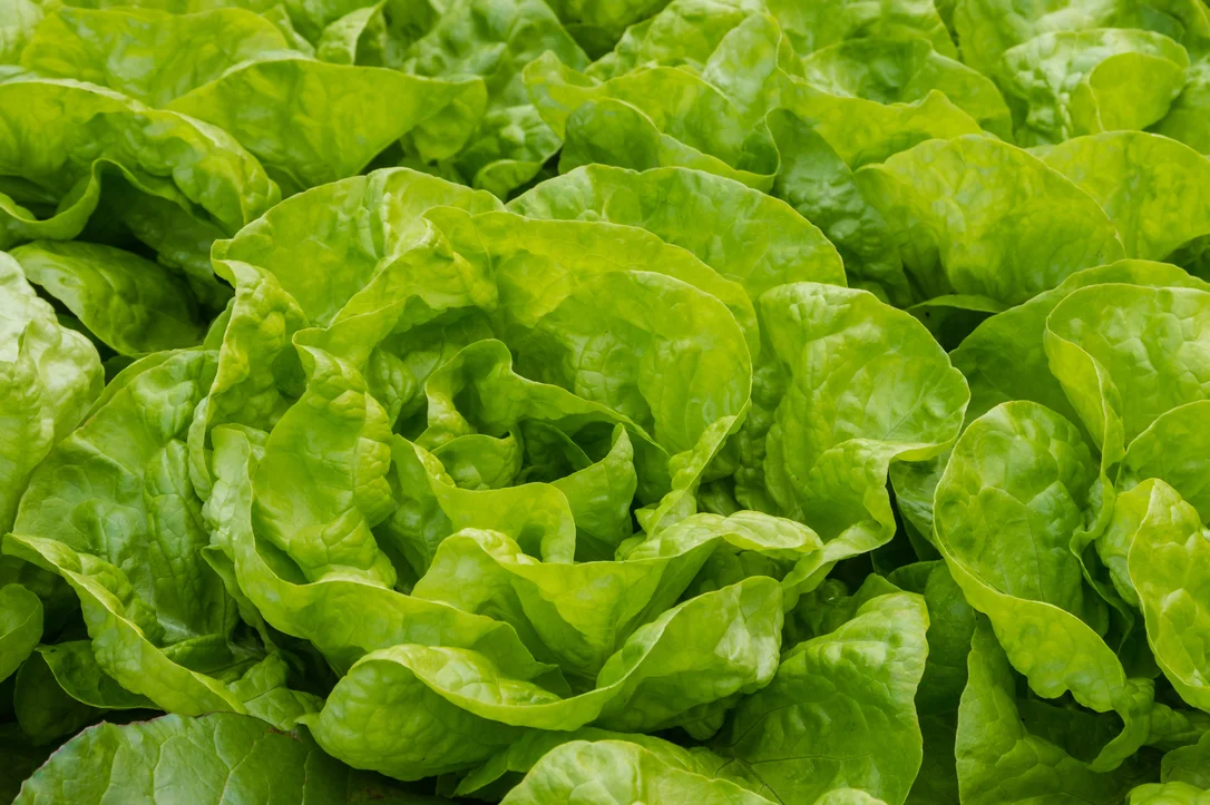 yorkshire-seeds2993372