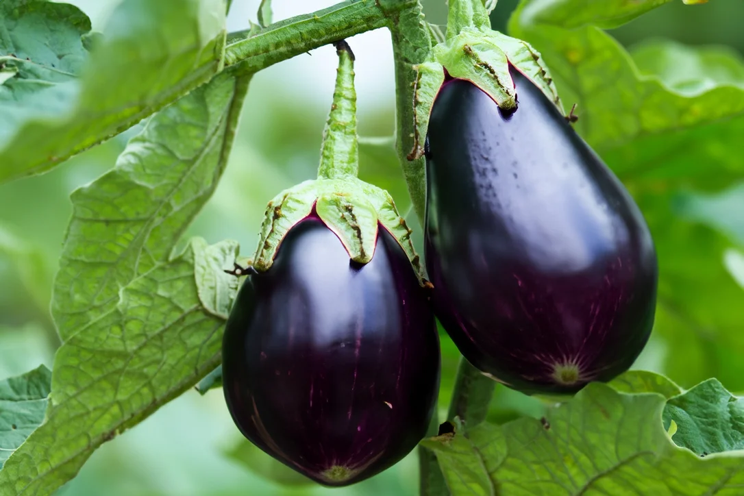 yorkshire-seeds2993478