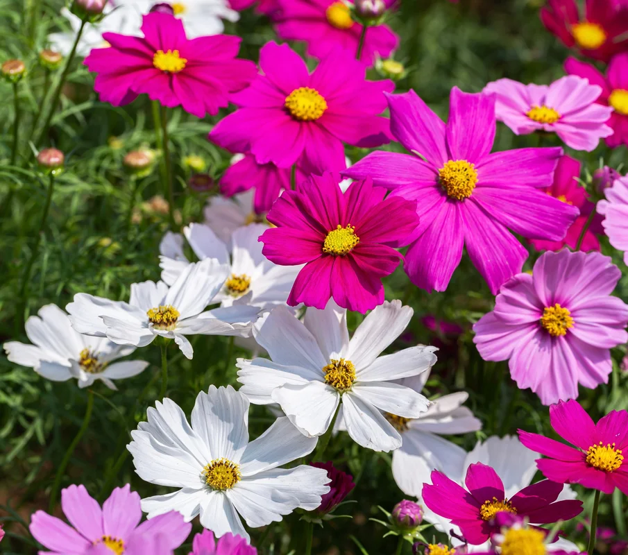 yorkshire-seeds2994148