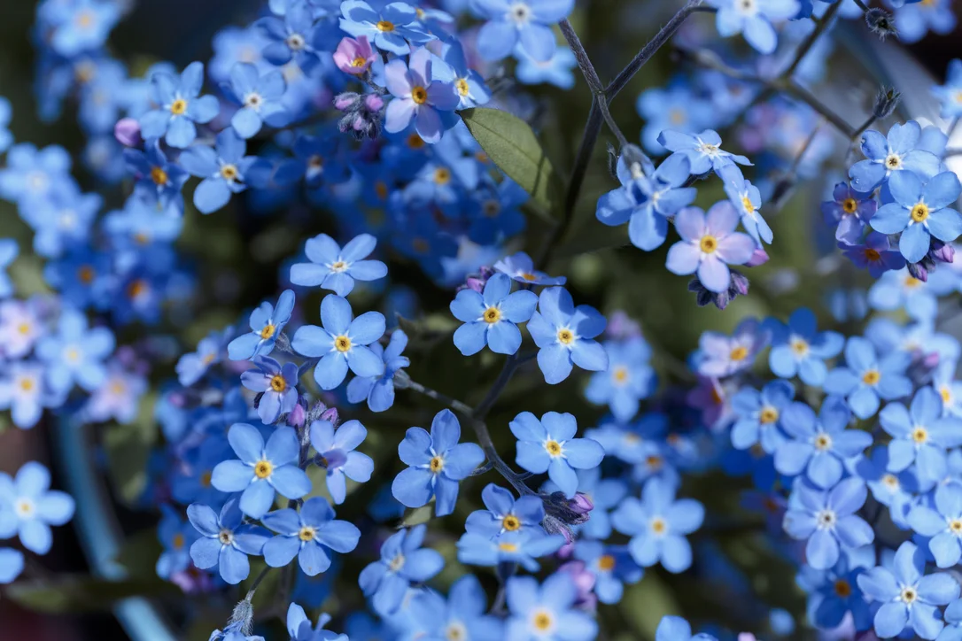yorkshire-seeds2994448