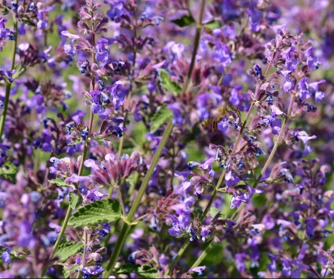 yorkshire-seeds2994464