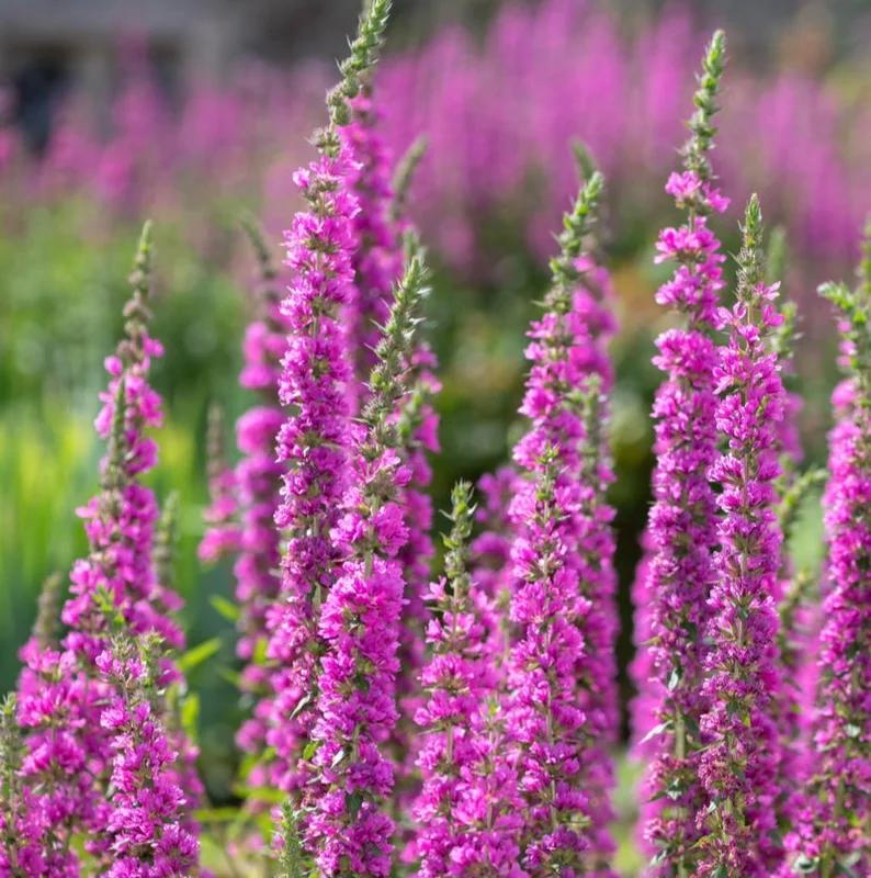yorkshire-seeds2994581