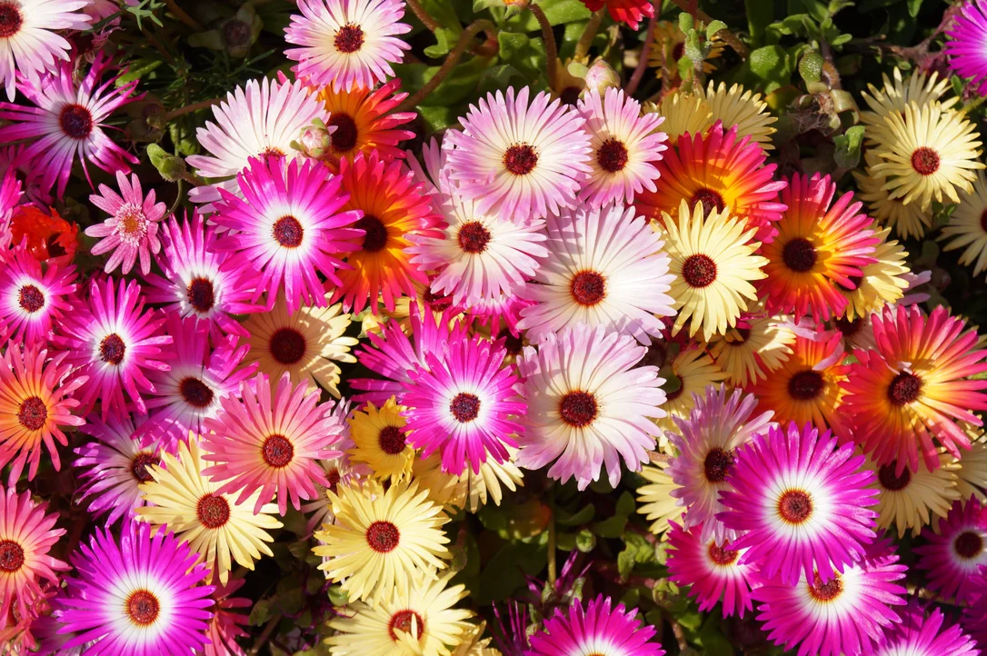 yorkshire-seeds2994728