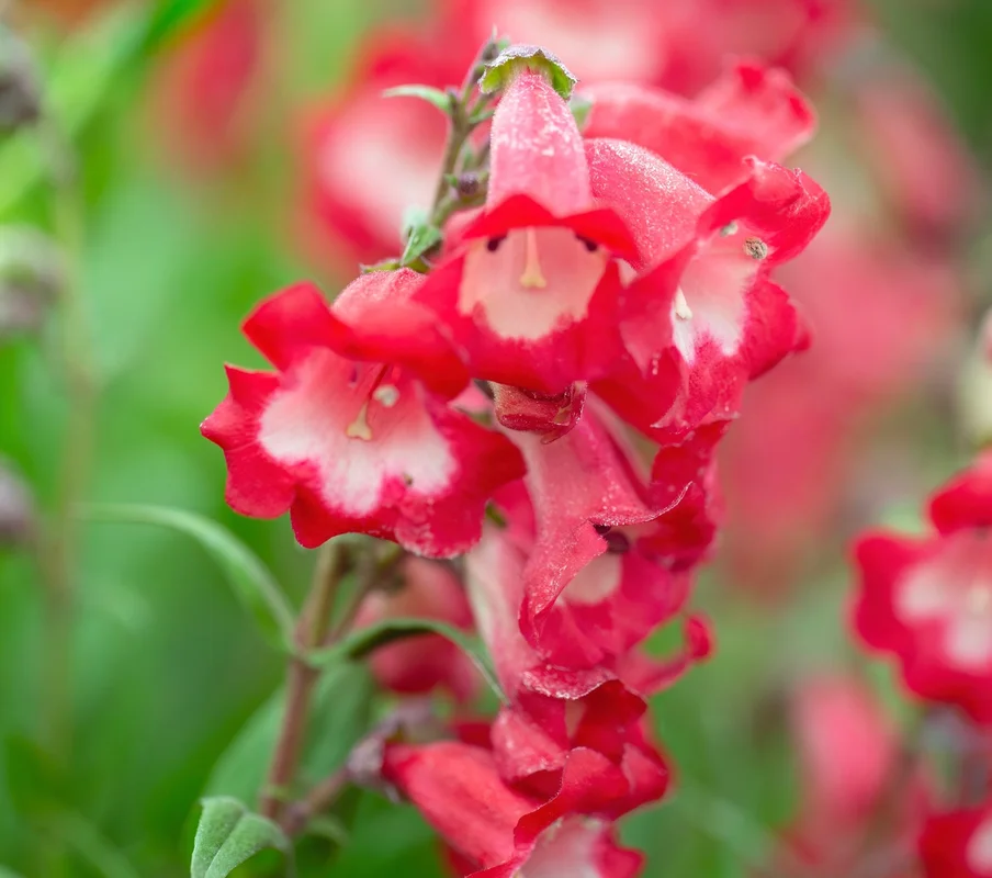 yorkshire-seeds2994774