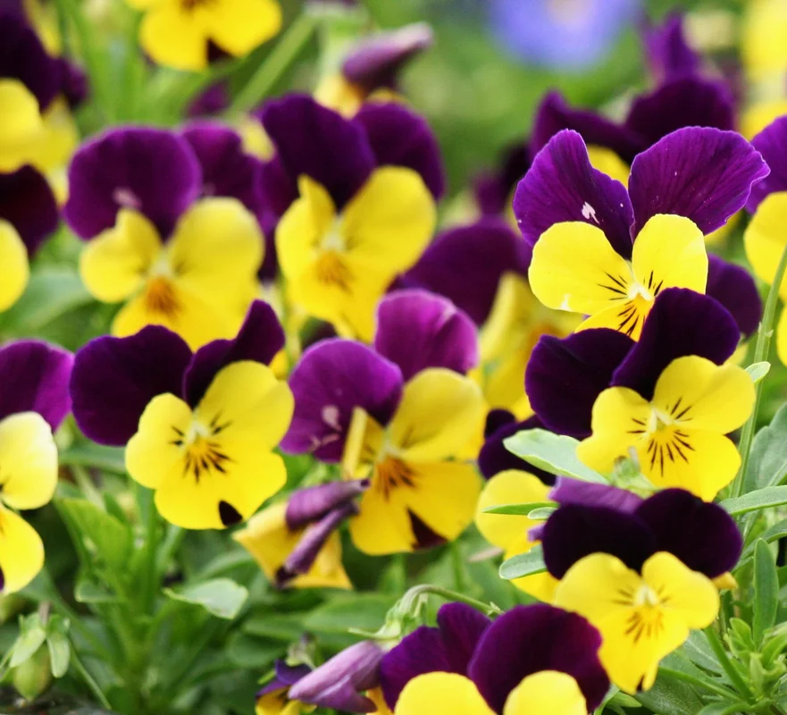 yorkshire-seeds2994808