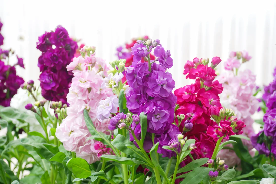 yorkshire-seeds2994886