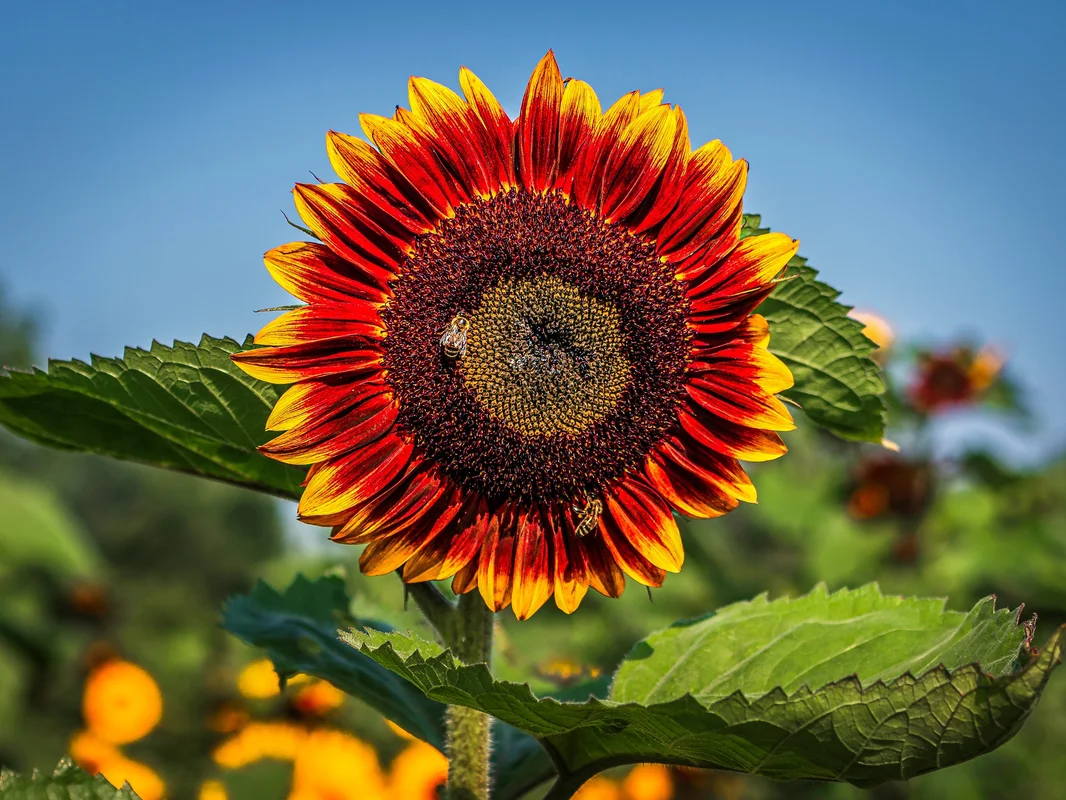 yorkshire-seeds2995000