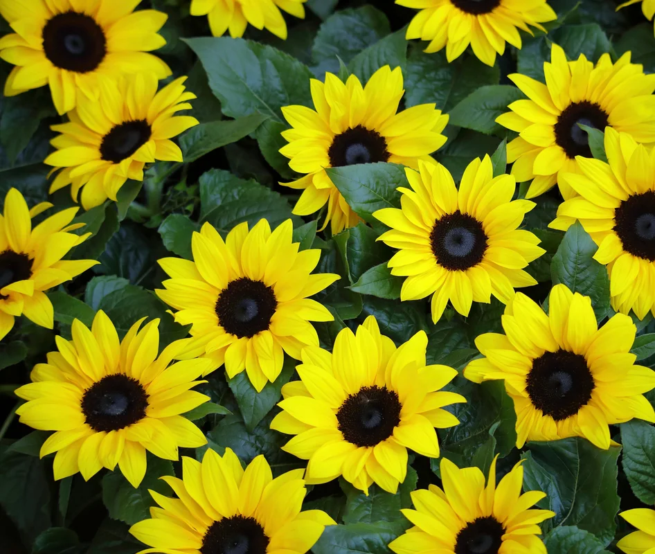 yorkshire-seeds2995122