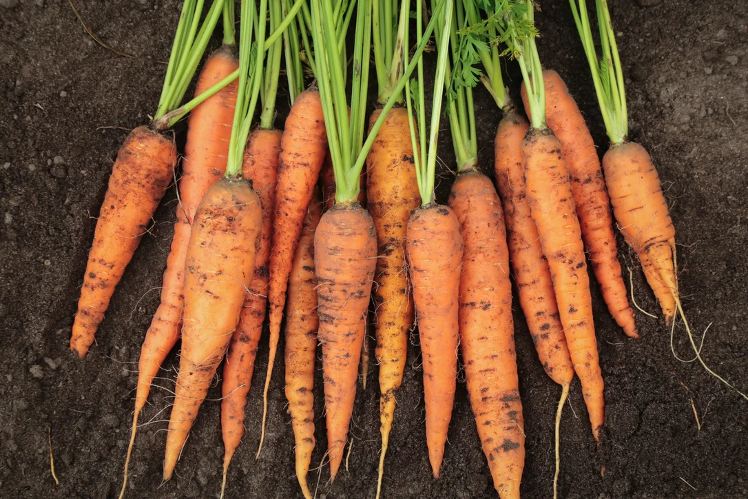 yorkshire-seeds2995236