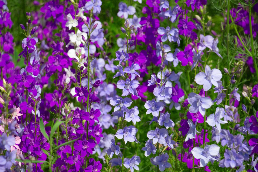 yorkshire-seeds2995363