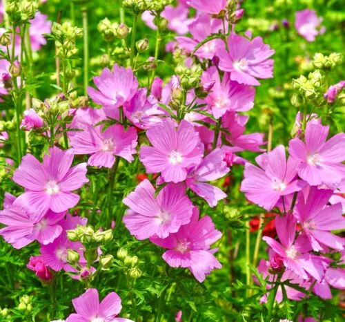 yorkshire-seeds2995493