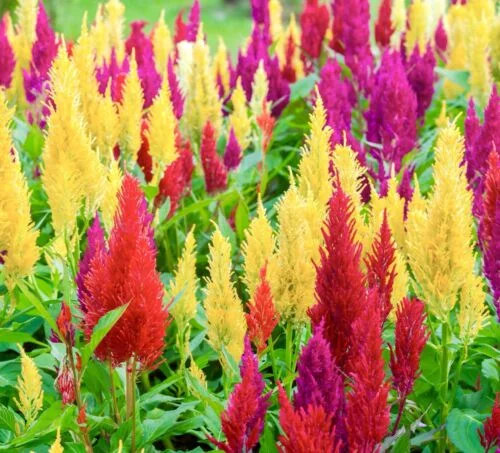 yorkshire-seeds2995504