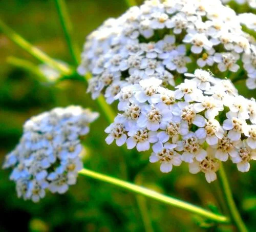 yorkshire-seeds2995520