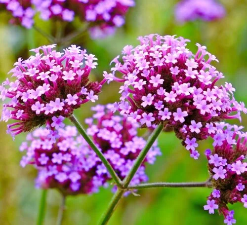 yorkshire-seeds2995537