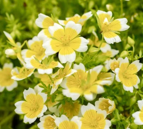 yorkshire-seeds2995549