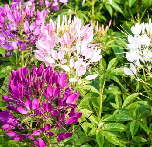 yorkshire-seeds2995676