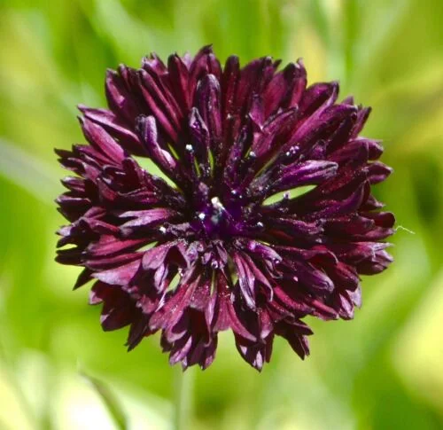 yorkshire-seeds2995689