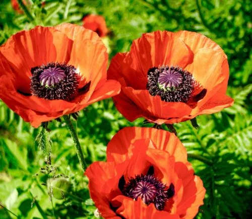 yorkshire-seeds2995703