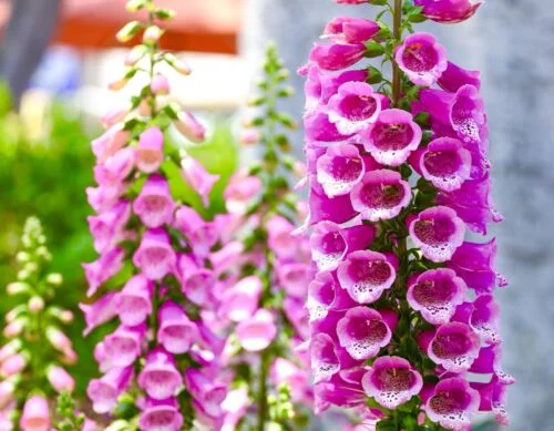 yorkshire-seeds2995728