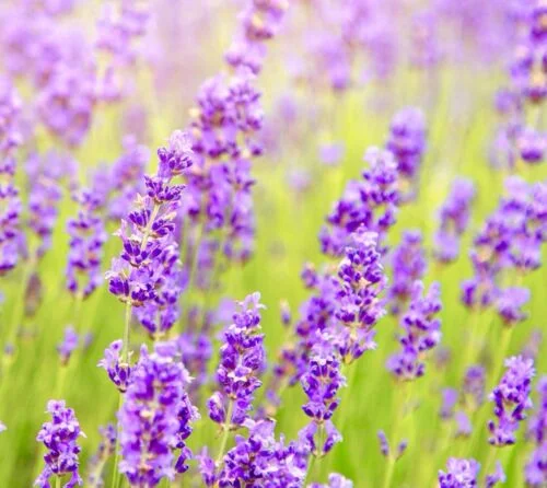 yorkshire-seeds2995744