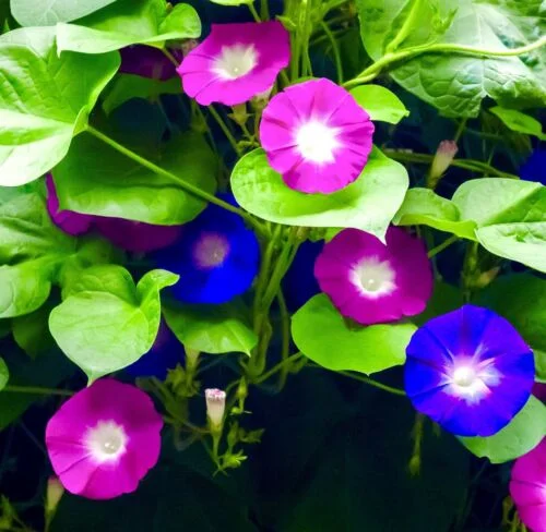 yorkshire-seeds2995758