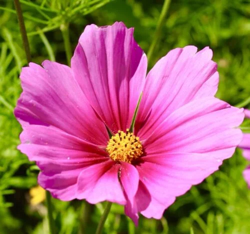 yorkshire-seeds2995787