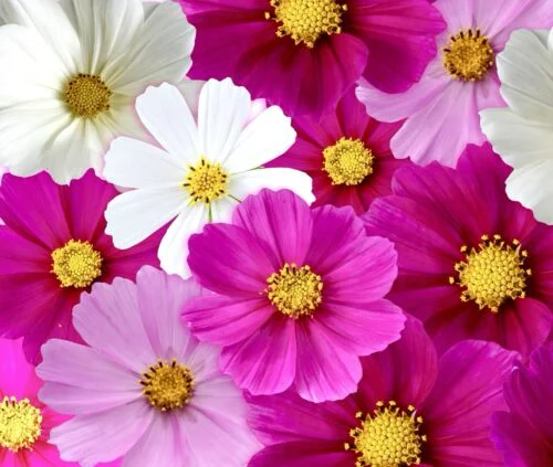 yorkshire-seeds2995812