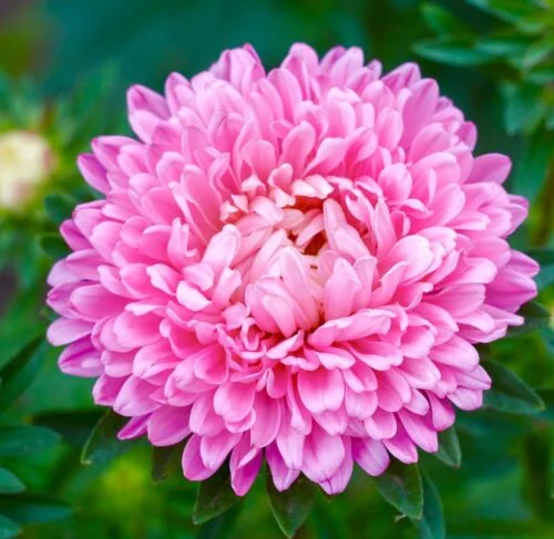yorkshire-seeds2995838