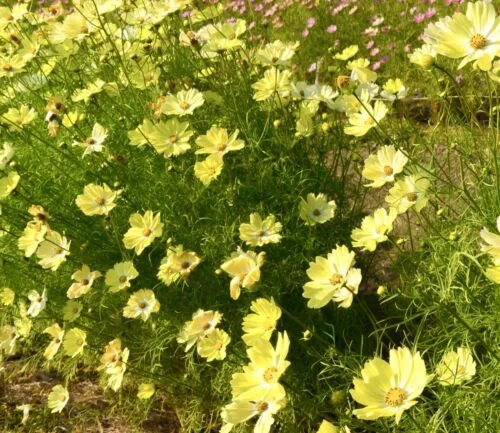 yorkshire-seeds2995876