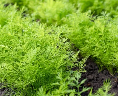 yorkshire-seeds2995885