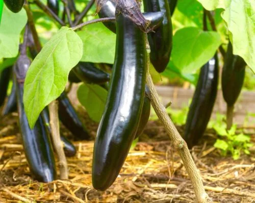 yorkshire-seeds2995910
